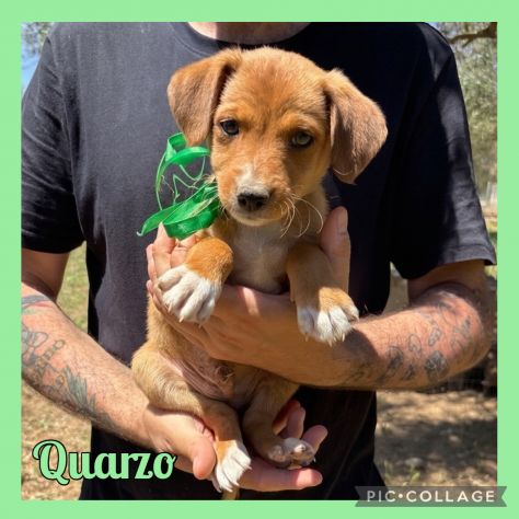 Regalo cuccioli taglia medio piccola - Foto 3