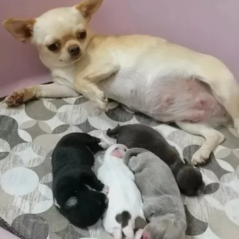 CHIHUAHUA PELO CORTO E LUNGO NO SMS SOLO CHIAMATE - Foto 4