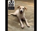 KEVIN, SPIKE, DIDO, TENERISSIMI CUCCIOLI IN ADOZIONE