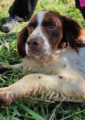 Hippy springer spaniel