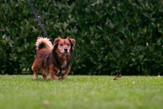 Giulio: taglia piccola, dolce e sensibile - Foto 4