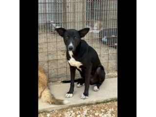 OREO CERCA UNA FAMIGLIA TUTTA SUA, CAGNOLINO IN ADOZIONE
