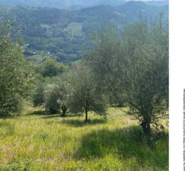 Immobile in asta di 1344 m² in vendita a Modigliana - Foto 6