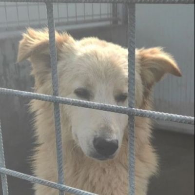 STANNO CRESCENDO IN CANILE; MERITANO UNA VITA . GIOVANI CAGNOLINI IN ADOZIONE