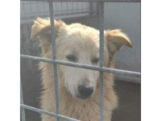 STANNO CRESCENDO IN CANILE; MERITANO UNA VITA . GIOVANI CAGNOLINI IN ADOZIONE