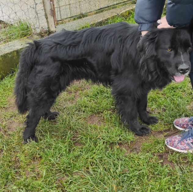 CANE IN ADOZIONE: NADAL, adorabile tenerone. - Foto 4