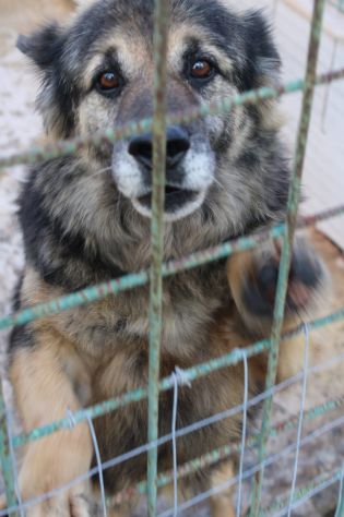 ARGO E’ UN PASTORINO DI 8 ANNI - Foto 6
