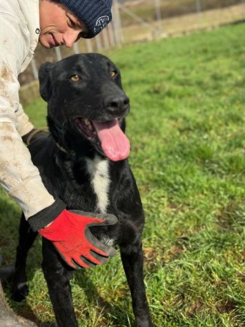 AARON dolce e vitale carbonello,  CANE IN ADOZIONE - Foto 4