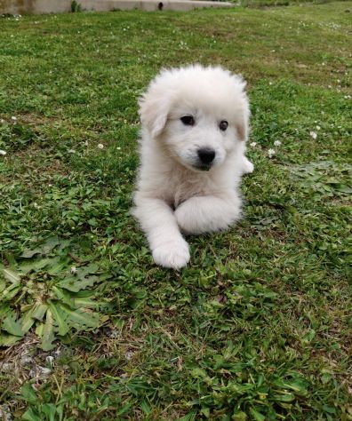 Punch: cucciolo ipovedente taglia grande - Foto 6
