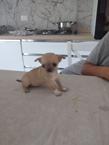 Cucciole femmine di Chihuahua - Foto 2