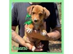 Regalo cuccioli incrocio volpino beagle