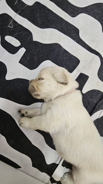 Cuccioli di Golden Retriever Disponibili - Foto 5