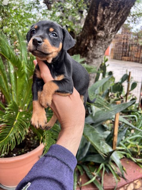 Cuccioli di Pinscher Tedesco