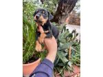Cuccioli di Pinscher Tedesco