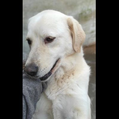 CATERINA CAGNOLINA SIMIL LABRADOR IN ADOZIONE - Foto 8