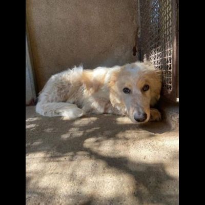 UN'OCCASIONE PER ARMANDINO: cane in adozione nato nel dicembre 2023 - Foto 3