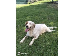 Thomas setter