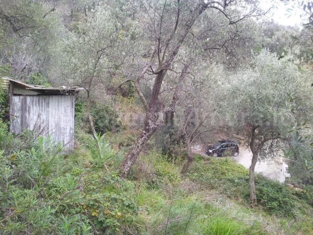 Alassio, terreno collinare vista mare, con piccolissimo rustico. - Foto 5