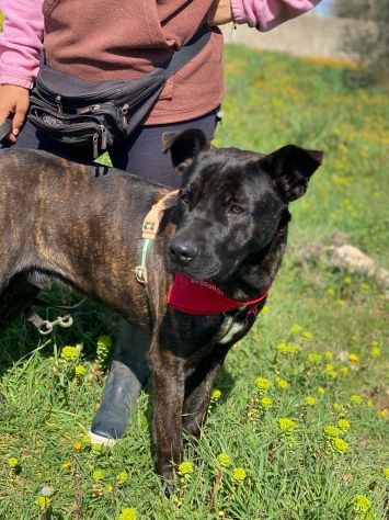 Adil il magnifico cane da adottare - Foto 9