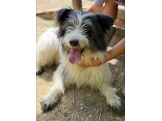 MORGAN, buffissimo cagnolone tutto pelo!