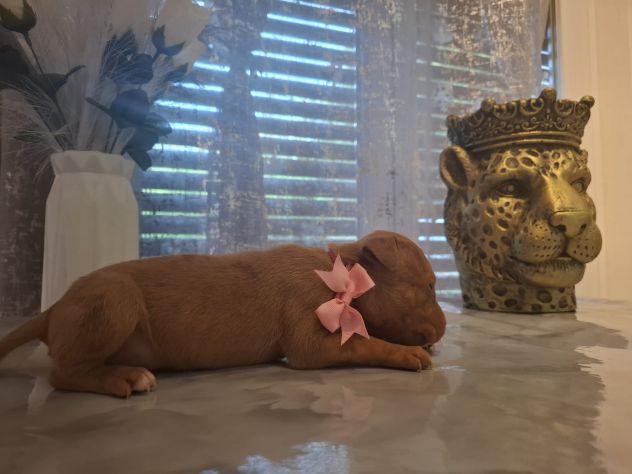 Meravigliosi cuccioli di Pitbull - Foto 7