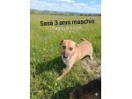 Gennarino e Sasà