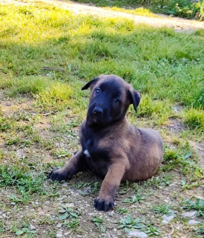 Cuccioli di Pastore Belga Malinois con pedigree - Foto 4