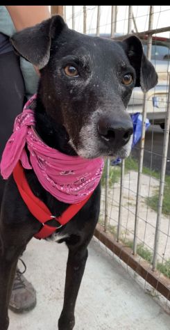 Niura , una cucciola cresciuta in canile - Foto 2