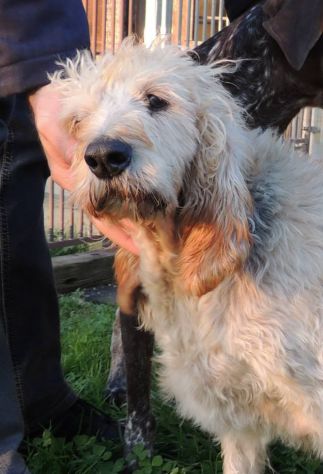 TRILLY, adozione del cuore per una cagnolina dolce e affettuosa - Foto 3