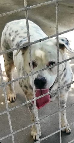 CANE IN ADOZIONE: AMELIE, una vita di briciole.