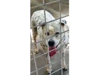 CANE IN ADOZIONE: AMELIE, una vita di briciole.