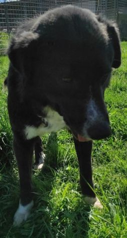 BENNY DOLCE E RISERVATO CAGNOLINO IN ADOZIONE - Foto 3