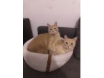 Pensione per gatti
