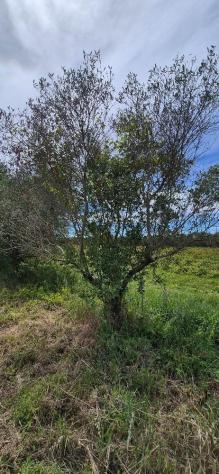 Terreno agricolo in vendita a Titignano - Cascina 2230 mq Rif: 1413652 - Foto 10