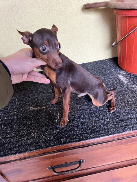Pinscher Cioccolato (maschietti) - Foto 2