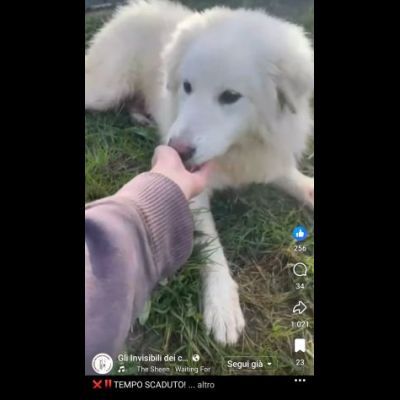 VANESSA DELIZIOSA NATA GIUGNO 2025 CANE IN ADOZIONE - Foto 4