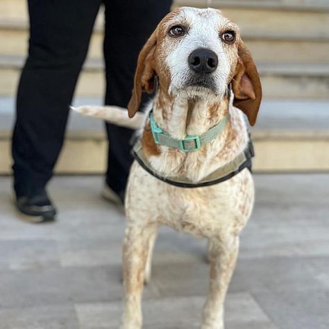 Newton il segugio con le lentiggini, adora le carezze, cane in adozione