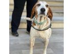 Newton il segugio con le lentiggini, adora le carezze, cane in adozione