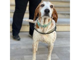 Newton il segugio con le lentiggini, adora le carezze, cane in adozione