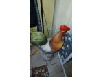GALLO PORCELLANA