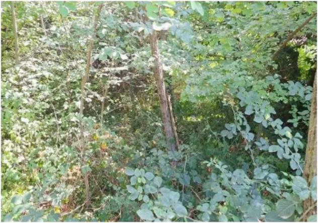Immobile in asta di 2190 m² in vendita a Apiro - Foto 3