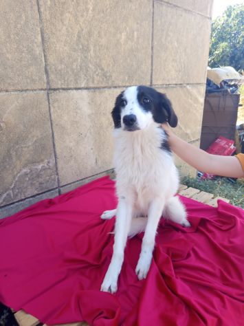 GIRONE, 15 KG, E GIMA, 11 KG, 7 MESI (01/01/26), CHIUSI IN CANILE !!!! - Foto 5