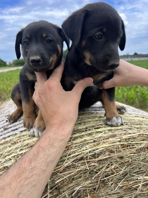 Cuccioli incrocio Lagorai per Pastore Tedesco - Foto 7