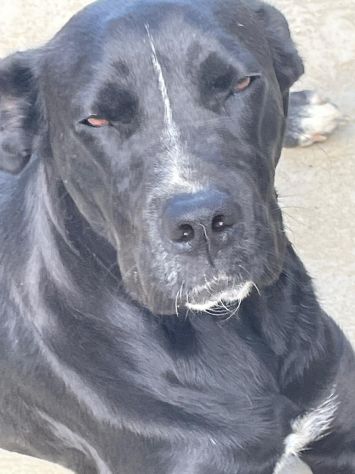 PUMA SIMIL CANE CORSO 3 ANNI ANCHE LEI IN CANILE…