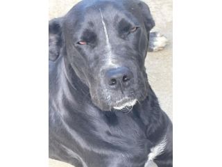 PUMA SIMIL CANE CORSO 3 ANNI ANCHE LEI IN CANILE…