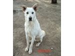 Rocky, cagnolone bianco, taglia media!