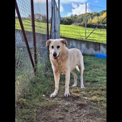 ORSO MAGNIFICO CARATTERE CANE IN ADOZIONE - Foto 2