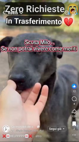 MIELE E MILO MIRACOLI D' AMORE CUCCIOLI IN ADOZIONE - Foto 9
