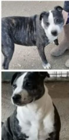 Simil Amstaff 10anni non facciamolo morire in canile! SUD - Foto 4