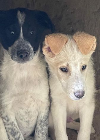 CUCCIOLI 3 MESI - Foto 5